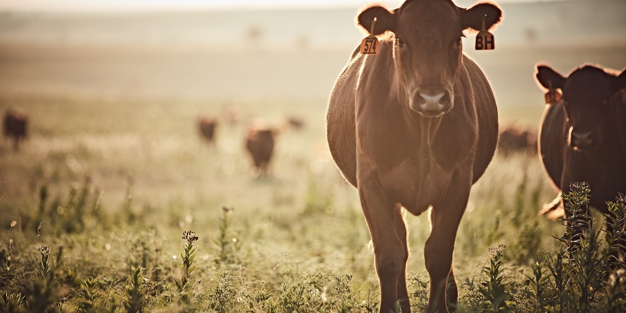REPORT: USDA Using ‘Don’t Ask Don’t Tell Policy’ For mRNA Vaccines in Organic Livestock