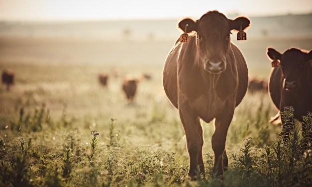 REPORT: USDA Using ‘Don’t Ask Don’t Tell Policy’ For mRNA Vaccines in Organic Livestock