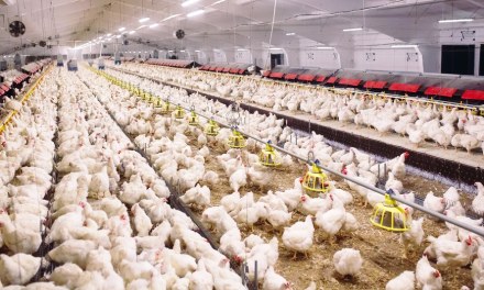 Ohio Egg Farm Becomes the Latest to Slaughter Over 1.3 Million Chickens to Combat Bird Flu Outbreak