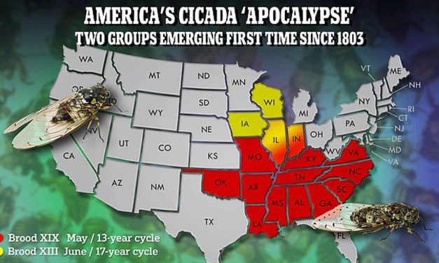 BIBLICAL PLAGUE? Cicada ‘apocalypse’ of More Than One Trillion Insects Set for U.S. this Spring After Solar Eclipse