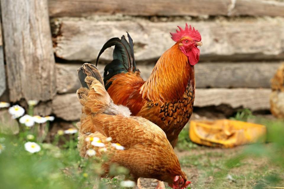 UK: Chicken Keepers Must Register to Beat Bird Flu