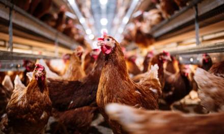 The Largest Fresh Egg Producer in the US has Found Bird Flu and Has Destroyed 2 Million Chickens