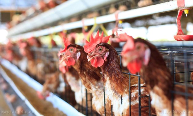 USDA Using Unreliable PCR Testing to “Depopulate” Poultry Farms, Crippling the U.S. Food Supply