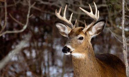 SCARE TACTIC? Scientists Warn that 100% Fatal “zombie deer disease” Could MUTATE and Infect Humans
