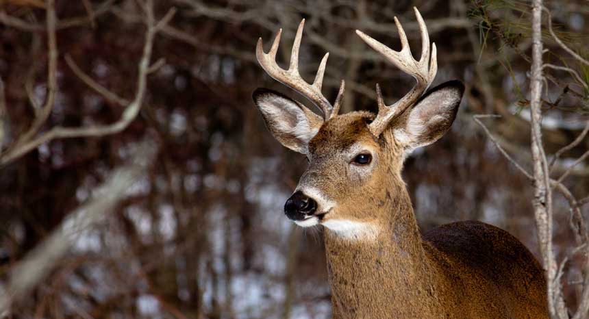SCARE TACTIC? Scientists Warn that 100% Fatal “zombie deer disease” Could MUTATE and Infect Humans