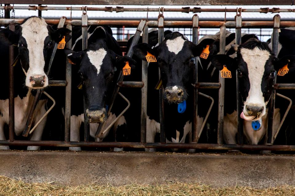 US Government to Begin Testing Ground Beef in States With Bird-Flu Outbreaks in Dairy Cows