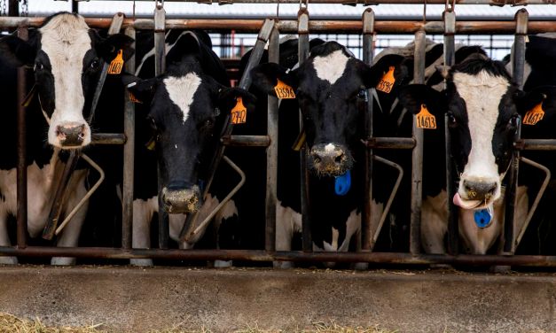 US Government to Begin Testing Ground Beef in States With Bird-Flu Outbreaks in Dairy Cows