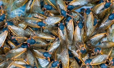 Maps Show Where TRILLIONS of Cicadas will Emerge in the U.S. This Spring