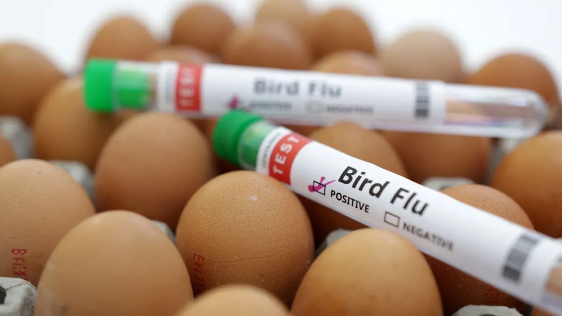 The WHO Has Announced that Bird Flu “Vaccines” Will Be Ready In Case Of H5N1 Pandemic