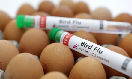 The WHO Has Announced that Bird Flu “Vaccines” Will Be Ready In Case Of H5N1 Pandemic