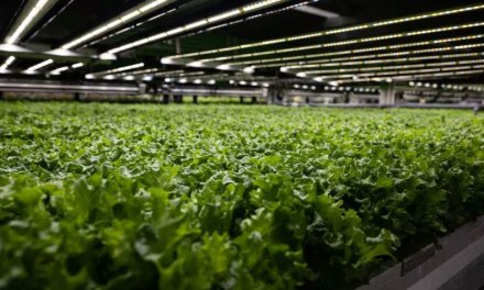 Tennessee Moves to Classify ‘Vaccine Lettuce’ as a Drug