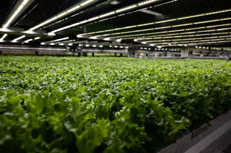 Tennessee Moves to Classify ‘Vaccine Lettuce’ as a Drug