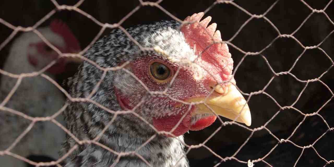 Bird flu that infected Texas man has mutated to spread more easily, CDC reveals — as three pet cats die from virus and biggest egg producer in US is hit with outbreak – report