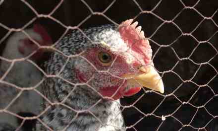 Bird flu that infected Texas man has mutated to spread more easily, CDC reveals — as three pet cats die from virus and biggest egg producer in US is hit with outbreak – report