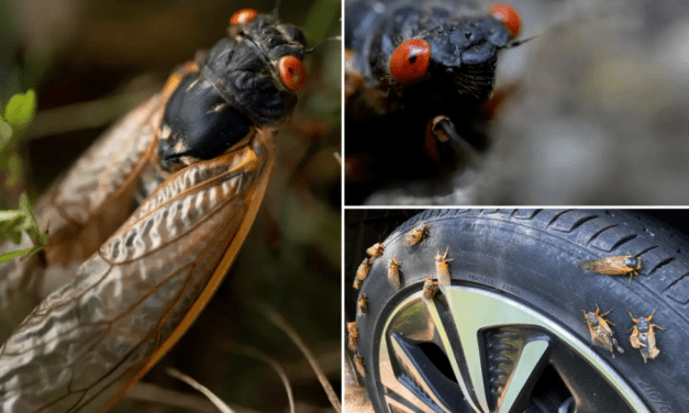 ‘CICADAPOCALYPSE’: VIDEOS Emerge and 911 Calls Frenzy as Cicadas Invade Towns in Multiple States