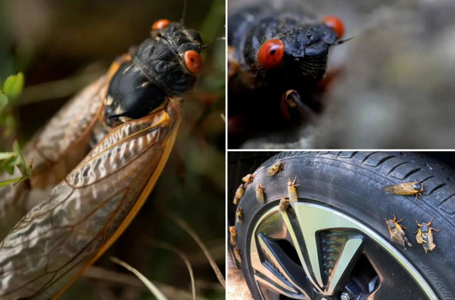 ‘CICADAPOCALYPSE’: VIDEOS Emerge and 911 Calls Frenzy as Cicadas Invade Towns in Multiple States