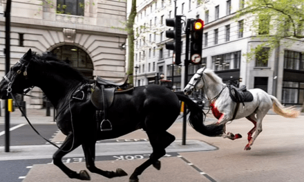 APOCALYPTIC? Four People in Hospital After Household Cavalry Horses’ Six-Mile London Rampage, Several People Injured