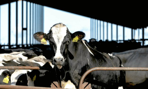 USDA Issues TRANSPORT RESTRICTIONS on Dairy Farmers After Bird Flu Found at Over 30 Locations Across The Nation…