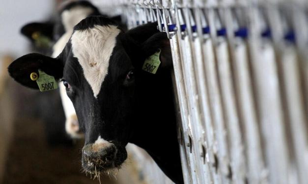 FDA Reports 20% Of Retail Milk Samples Positive For Bird Flu