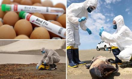 Bird Flu Fears Worsen: US Provides $200M To Combat Threat And Increase Testing, Recommends PPE, Monitoring More Sick Americans