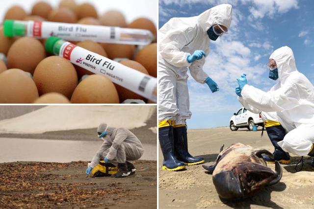 Bird Flu Fears Worsen: US Provides $200M To Combat Threat And Increase Testing, Recommends PPE, Monitoring More Sick Americans