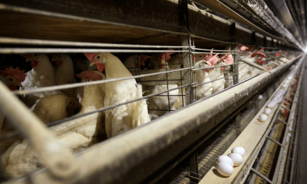 BREAKING – Farmers Must Kill 4.2 Million Chickens After Bird Flu Hits Iowa Egg Farm