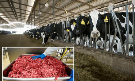 SICK ANIMALS? USDA Says Some Ground Beef Contains Bird Flu, But Is Safe To Eat If Thoroughly Cooked