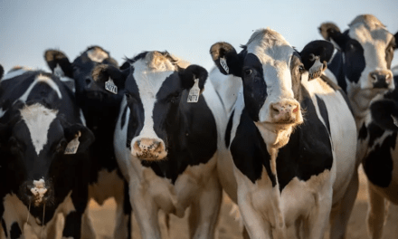 DEVELOPING: 70 Dairy Farm Workers in Colorado Monitored for Symptoms After Exposure to Bird Flu Virus