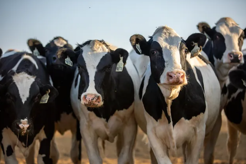 DEVELOPING: 70 Dairy Farm Workers in Colorado Monitored for Symptoms After Exposure to Bird Flu Virus