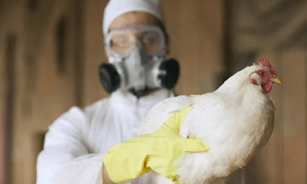 WHO Confirms Bird Flu Death In Mexico As ‘Trust The Science’ Experts Want To Test America’s 40 Million Cows