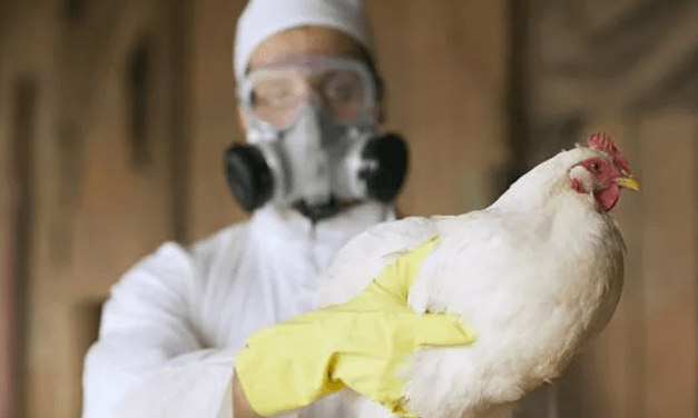WHO Confirms Bird Flu Death In Mexico As ‘Trust The Science’ Experts Want To Test America’s 40 Million Cows