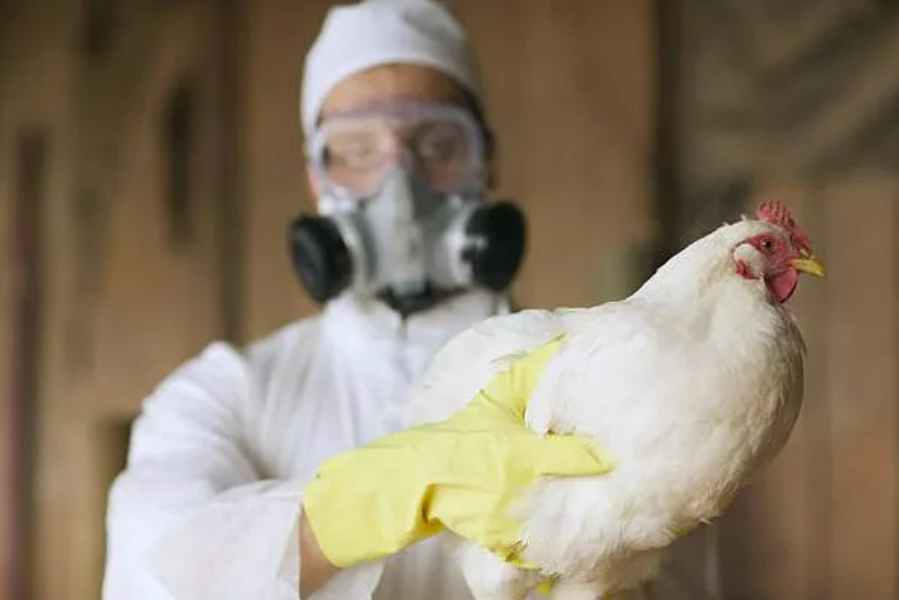 WHO Confirms Bird Flu Death In Mexico As ‘Trust The Science’ Experts Want To Test America’s 40 Million Cows