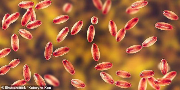 Colorado rocked by human case of Medieval disease