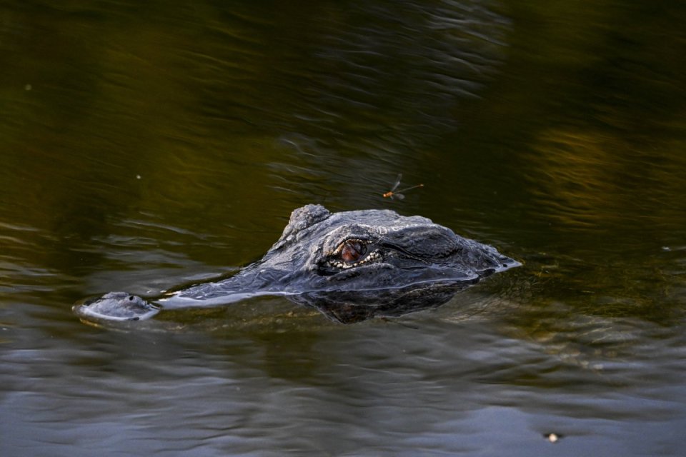 Alligators Swim Through Florida Streets After Hurricane Helene Hits Sunshine State (VIDEO)