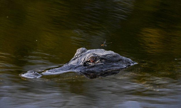 Alligators Swim Through Florida Streets After Hurricane Helene Hits Sunshine State (VIDEO)