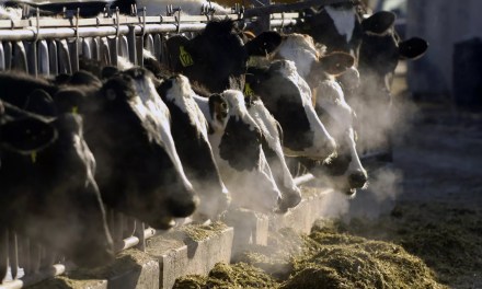 ‘More serious than we had hoped’: Bird flu deaths mount among California dairy cows