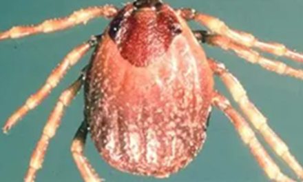 EXPOSED: US Labs Breeding Deadly Foreign Ticks in Bid for mRNA Vaccines